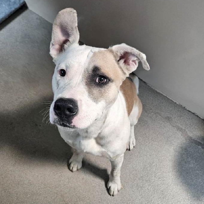 Kennel#22 Henry's preview photo
