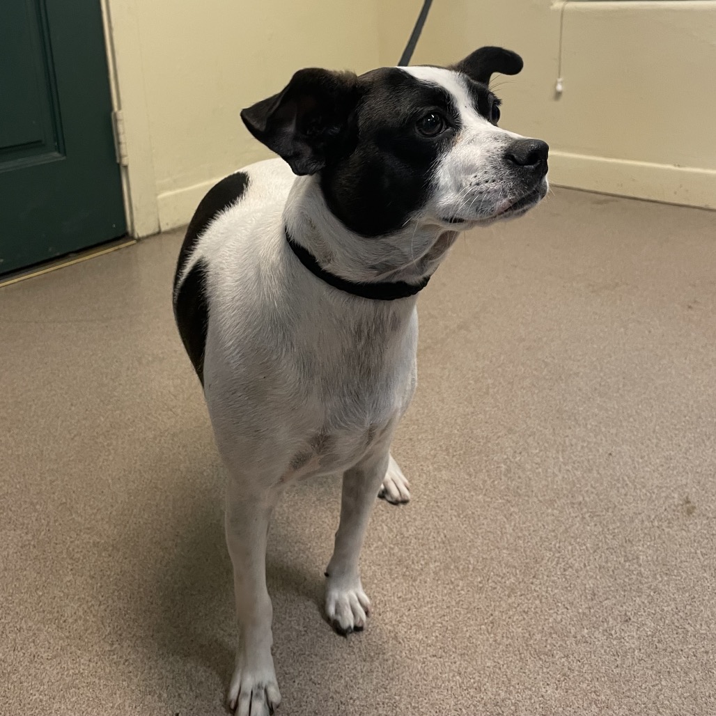 Terrier