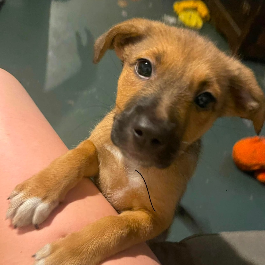 Mixed Breed