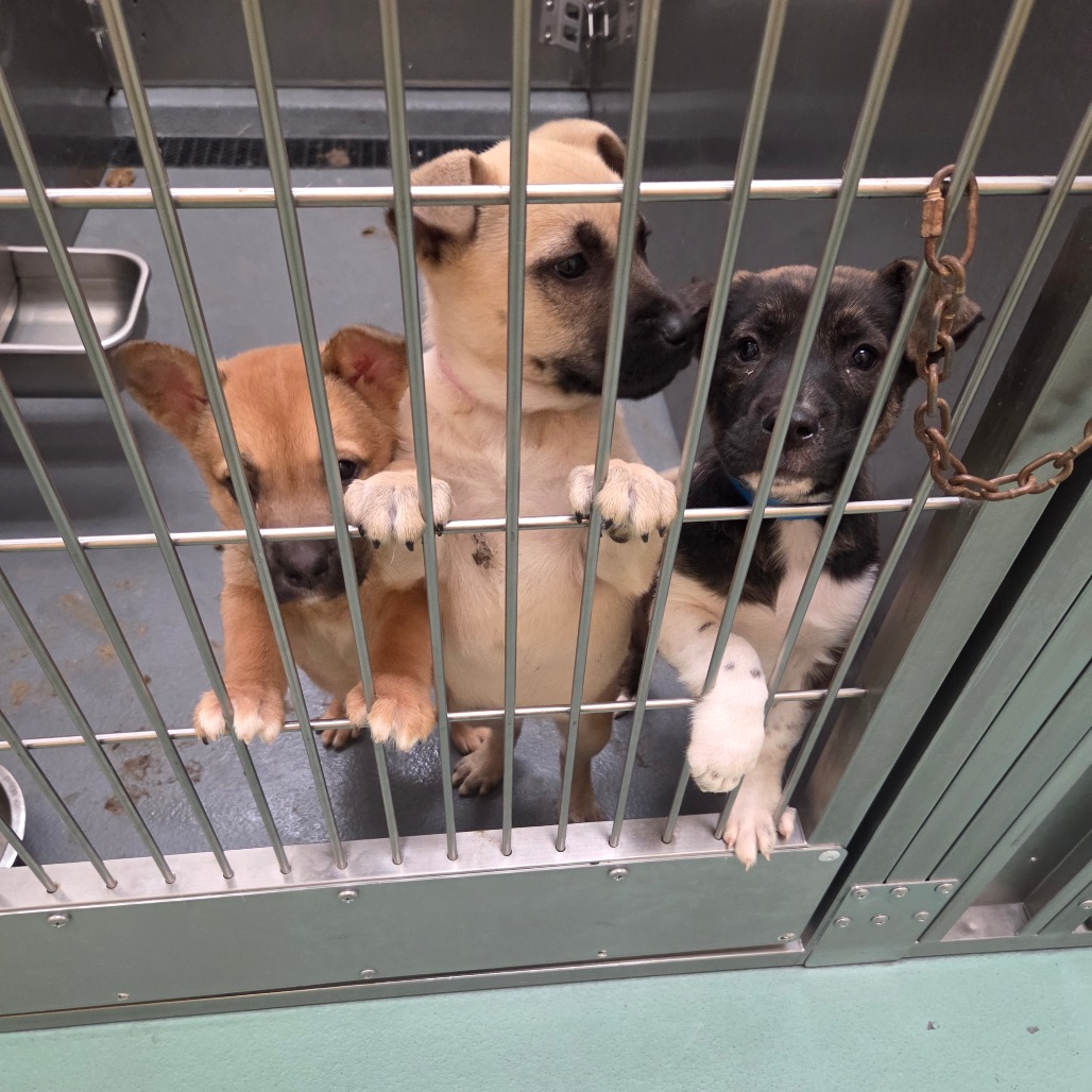 Aurora — thumbnail 2