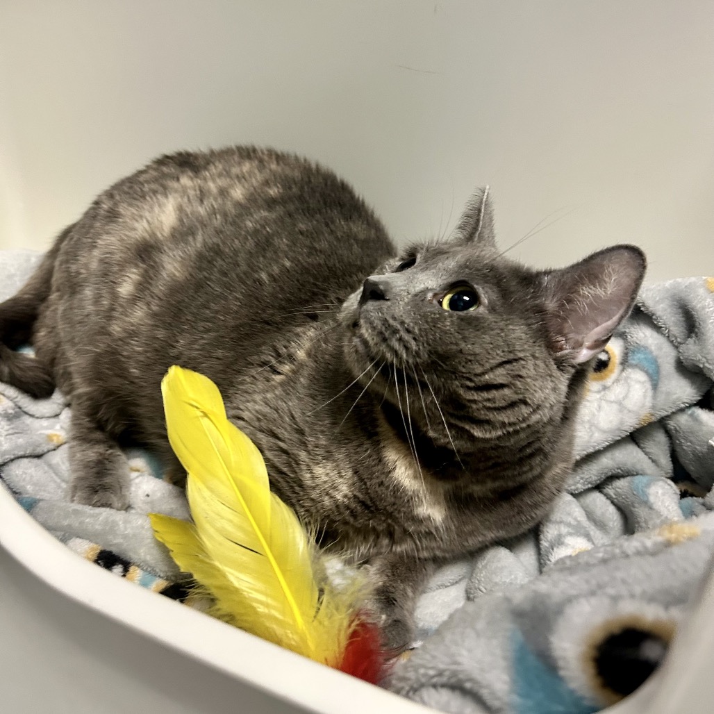 RHIANNON - Domestic Shorthair available for adoption