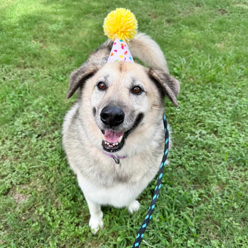 CHIQUIS - Shepherd / Husky available for adoption