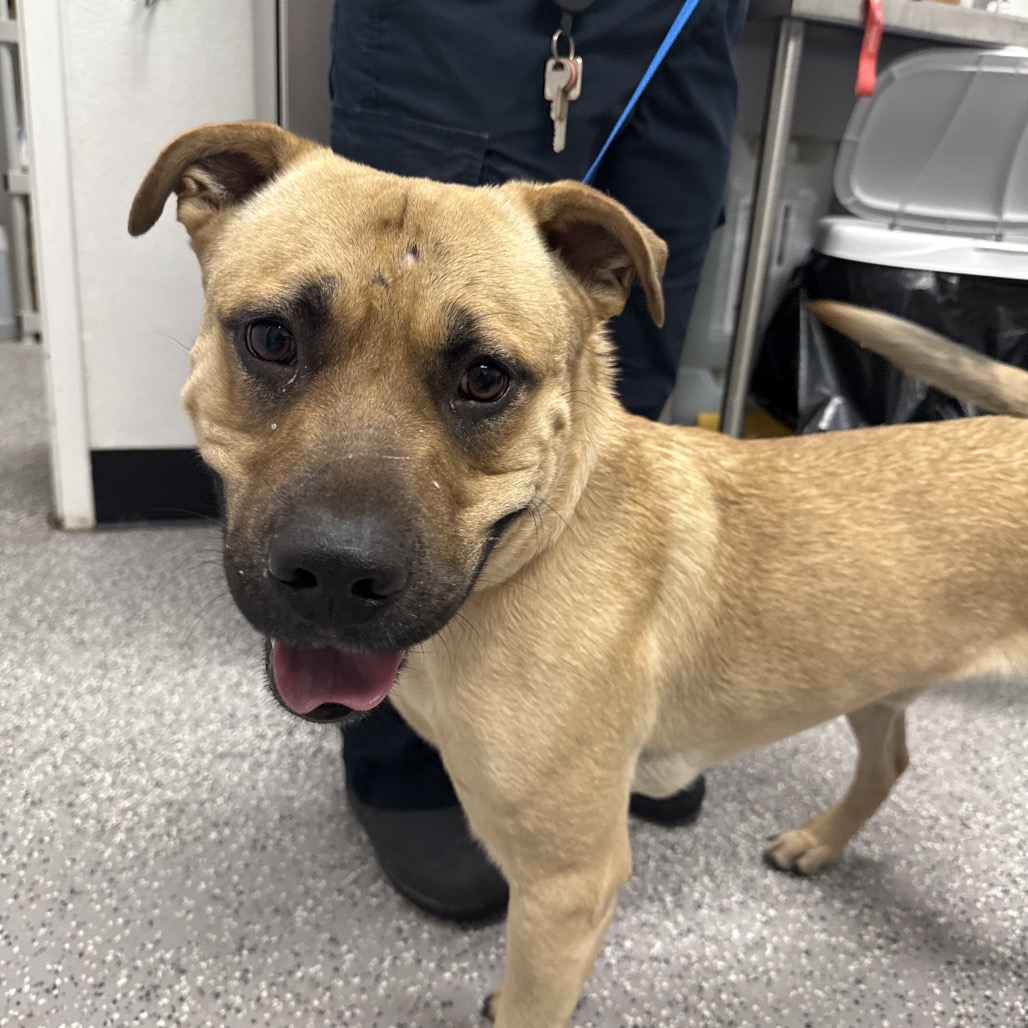 CAMPER - Shepherd, German / Mixed Breed (Medium) available for adoption