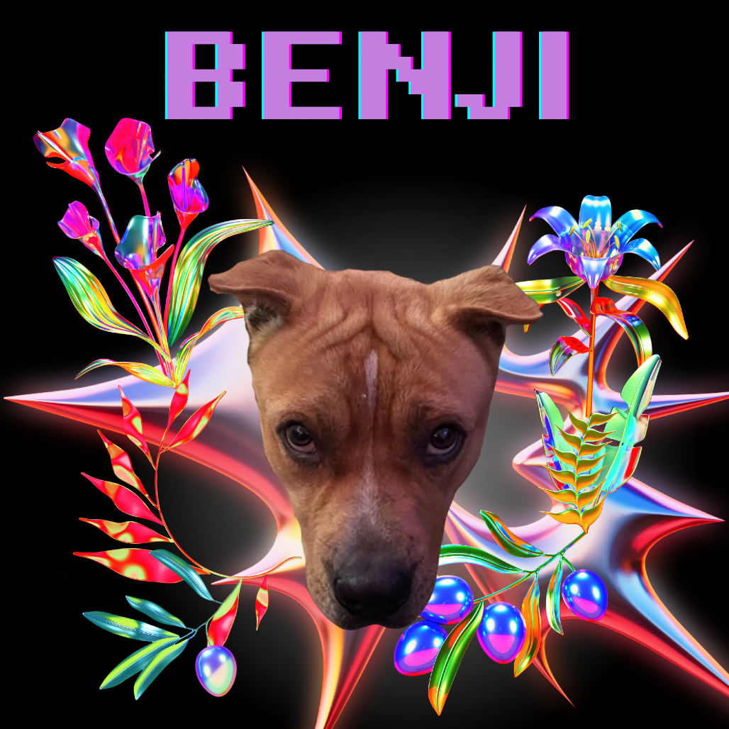 Benji — thumbnail 8