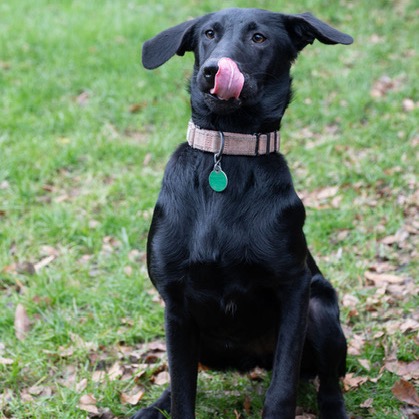 Bella, photo 3