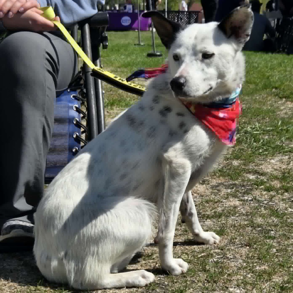 Adoptable Dogs — Rescue Network
