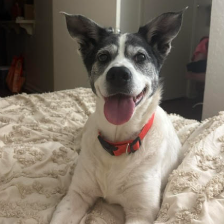 Bandit, photo 2