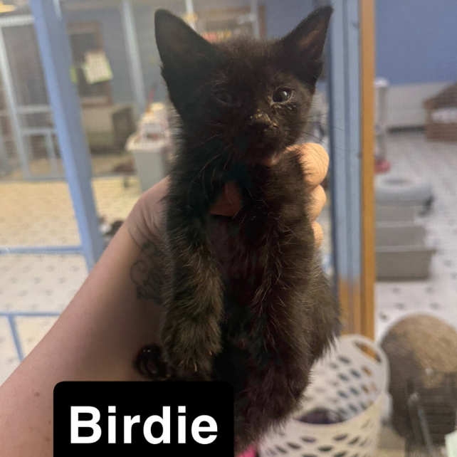 Birdie, adopted