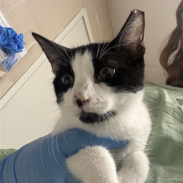 ELEANOR - Domestic Shorthair available for adoption