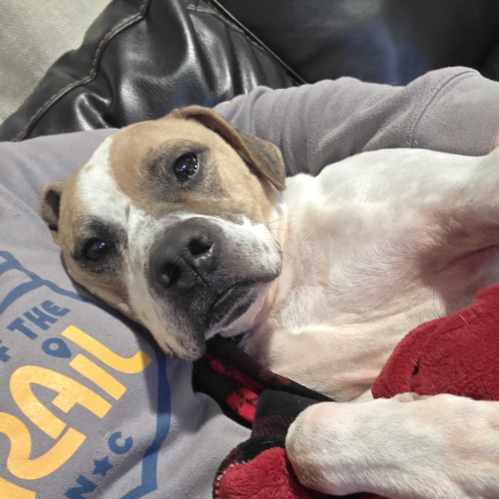 Sammy — thumbnail 4