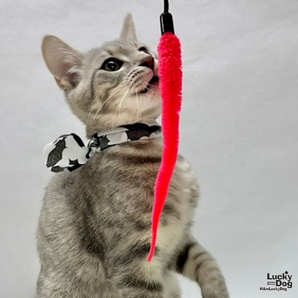 JAY-JAY - Domestic Shorthair available for adoption