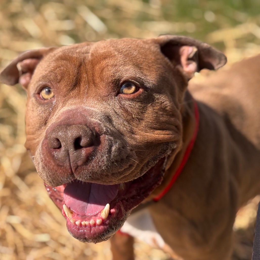 460cc2a0ac85758c0a062c4b232dba48