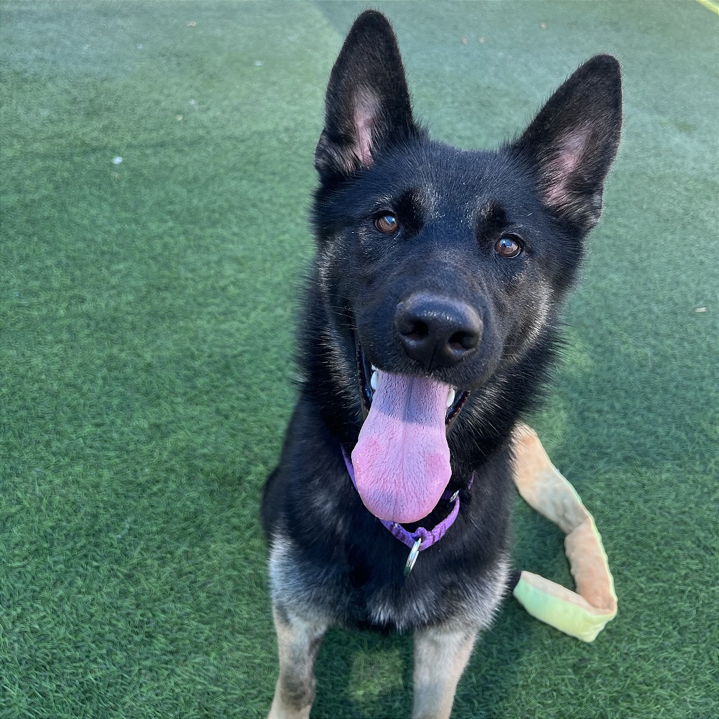 ISABELLA - Shepherd, German / Husky available for adoption