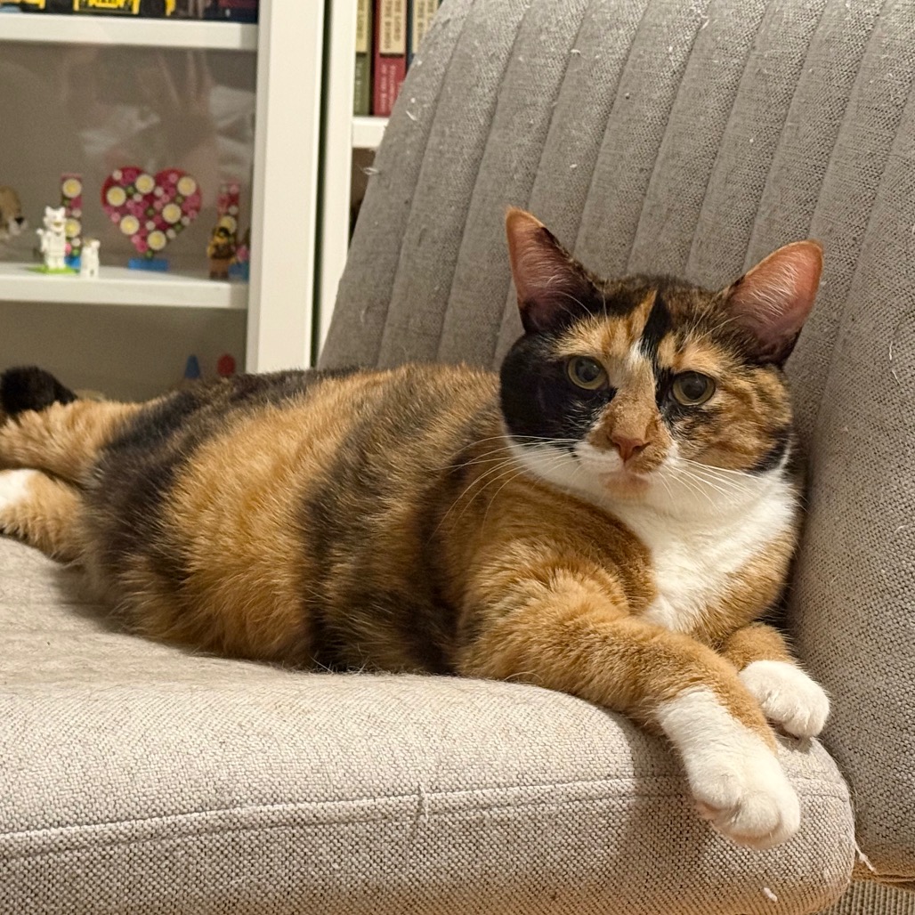 Photo of Apple Cider