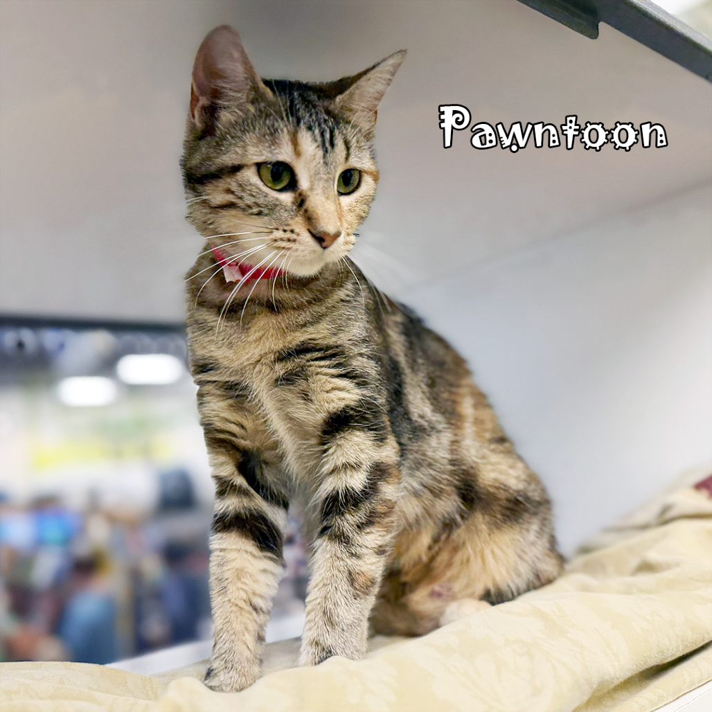 Pawntoon, an adoptable cat