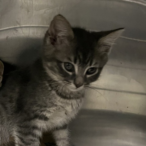 KAELYN BUSKEY - Domestic Shorthair available for adoption