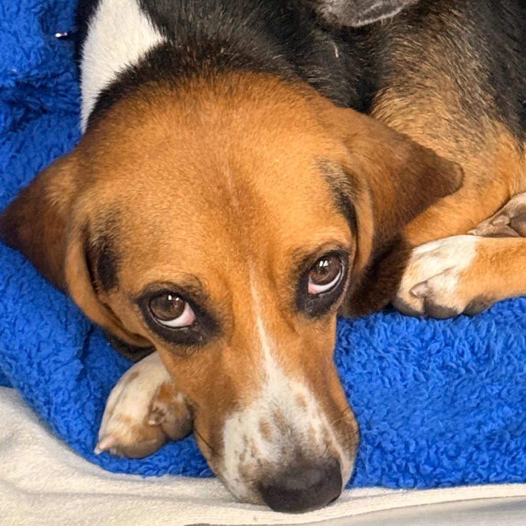 Daisy