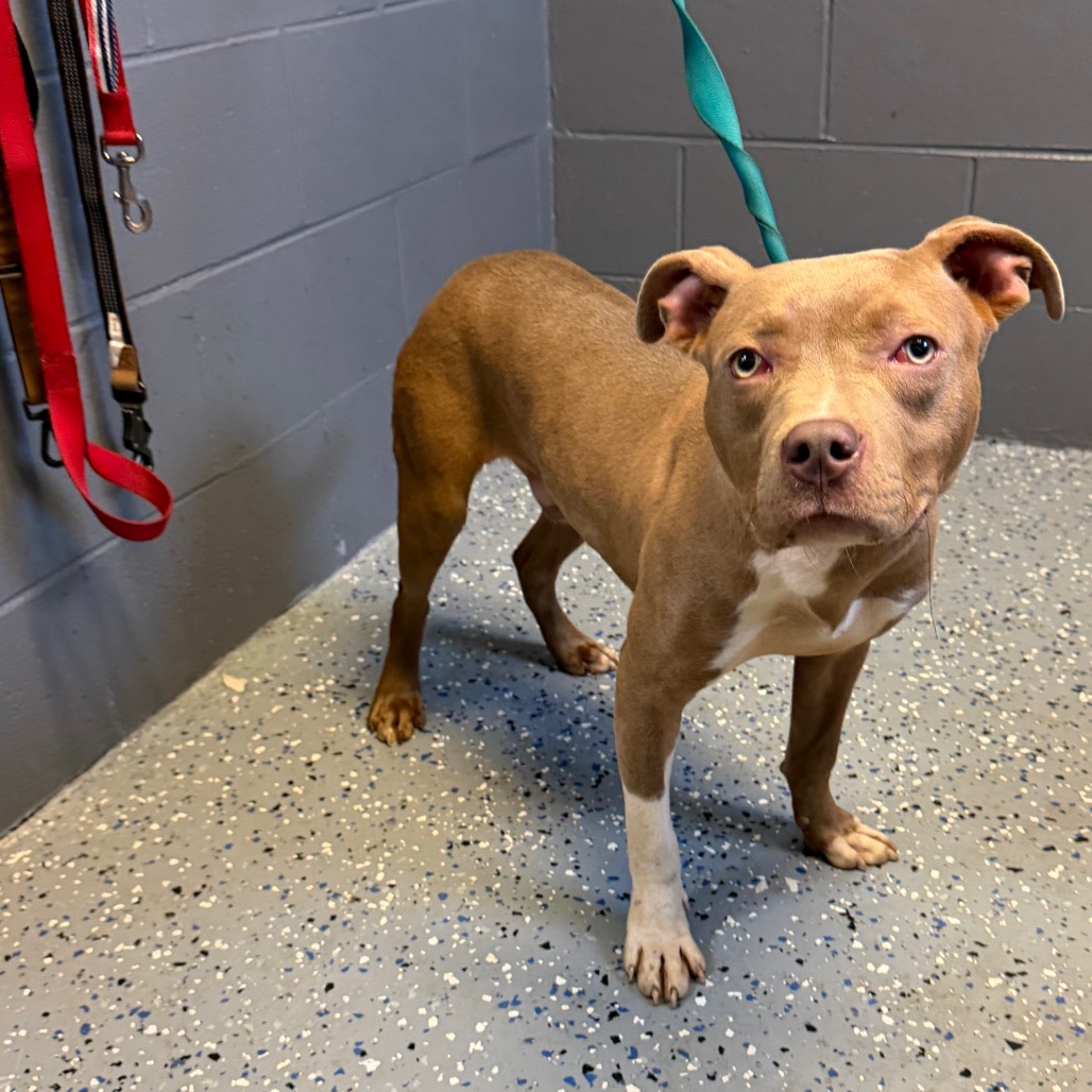  Photo of TUSC-Stray-84012