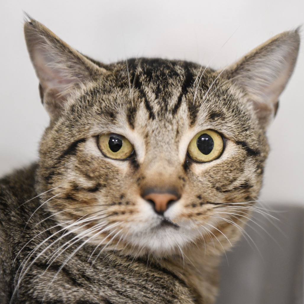 Oscar - Domestic Shorthair