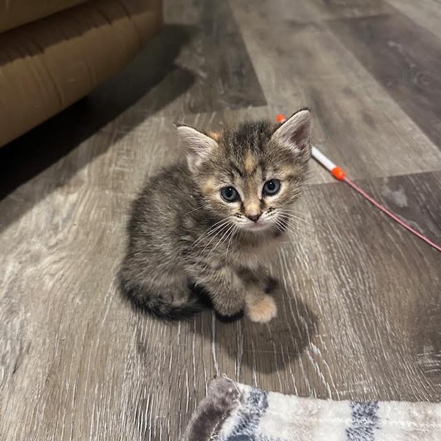 TIGER LILY - Domestic Shorthair for adoption in Madison