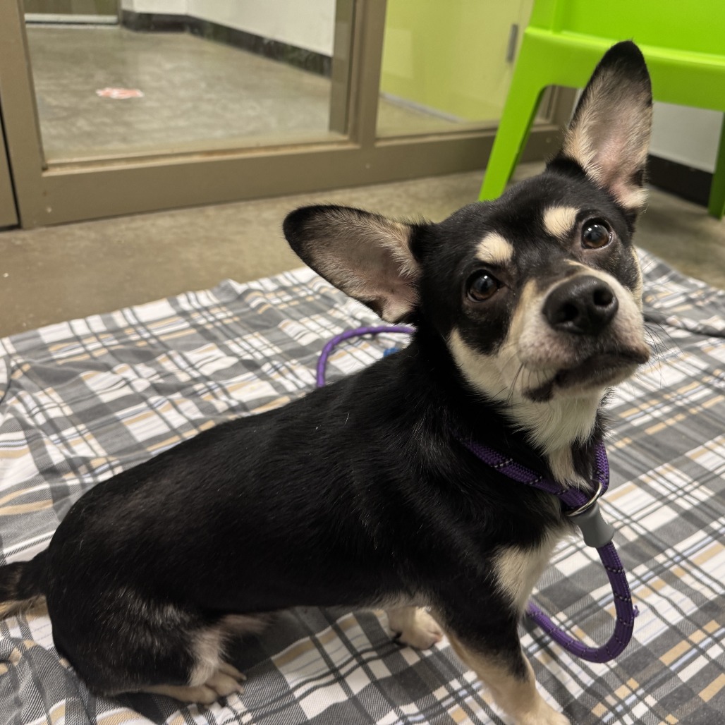 GEORGE - Chihuahua, Short Coat / Mixed Breed (Small) available for adoption