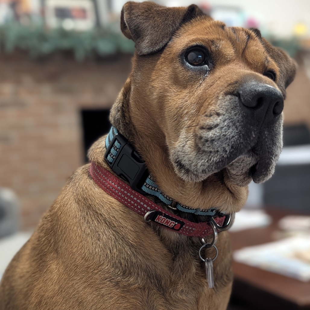 Zoey, photo 18
