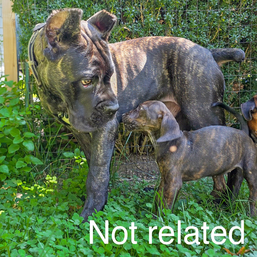 Rebecca Pup - Bianca, photo 12