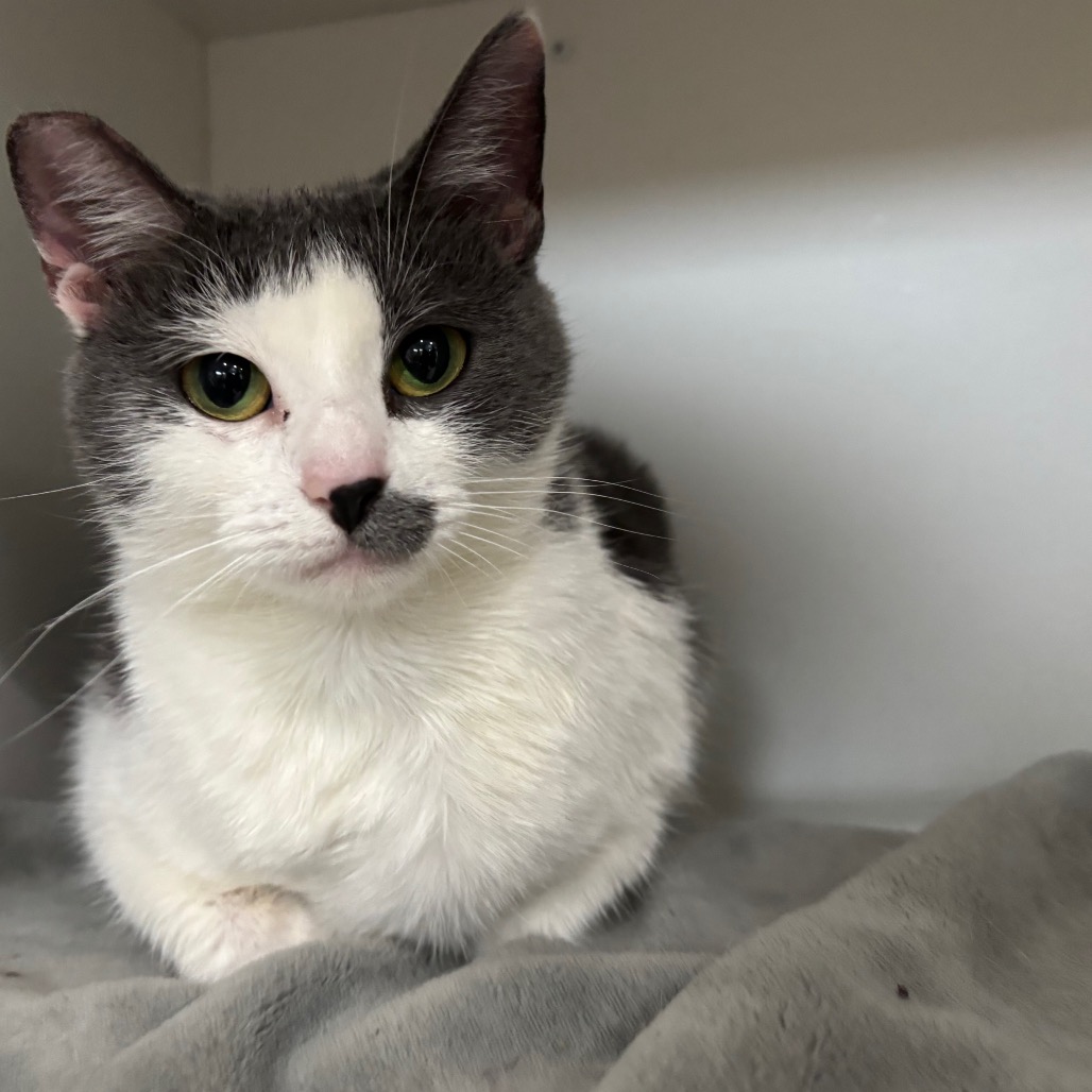 Piri — thumbnail 3