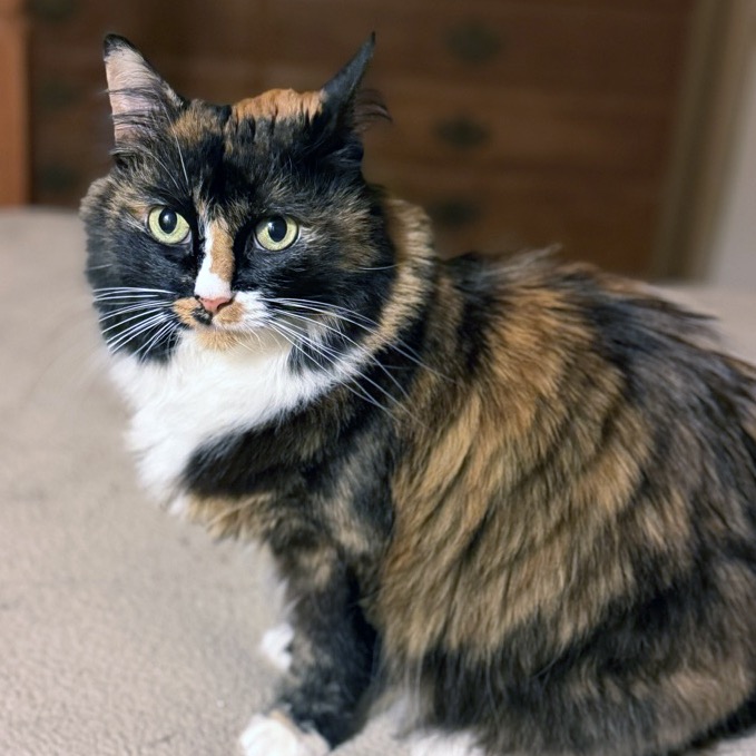 Minerva, photo 8