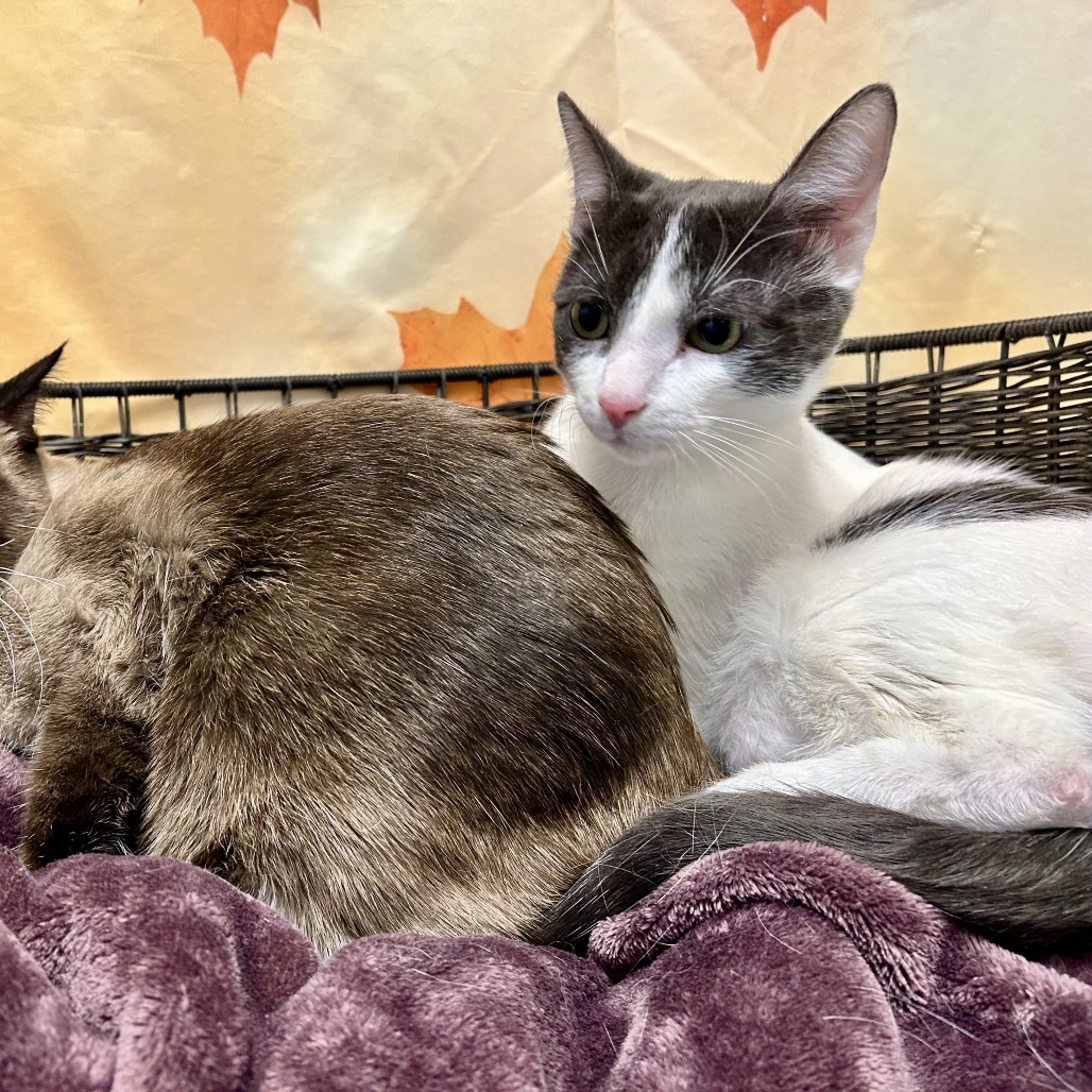 PEPPERMINT FIZZ - Domestic Shorthair available for adoption