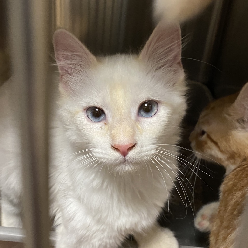 DOLLY - Domestic Medium Hair available for adoption