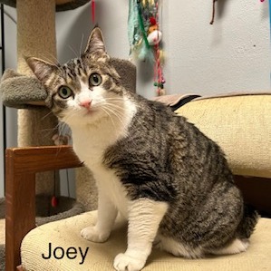 Joey--In Foster, photo 6