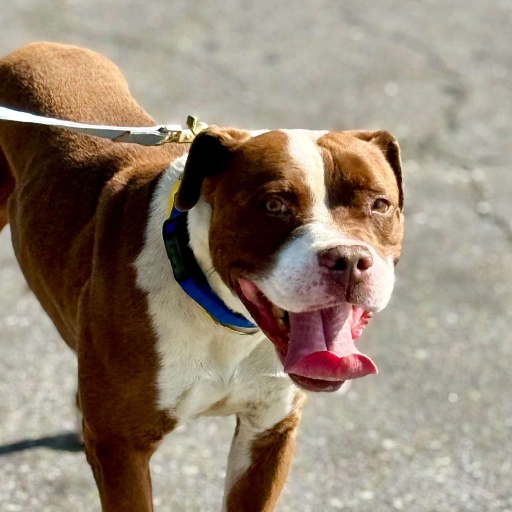 Reverie — thumbnail 5