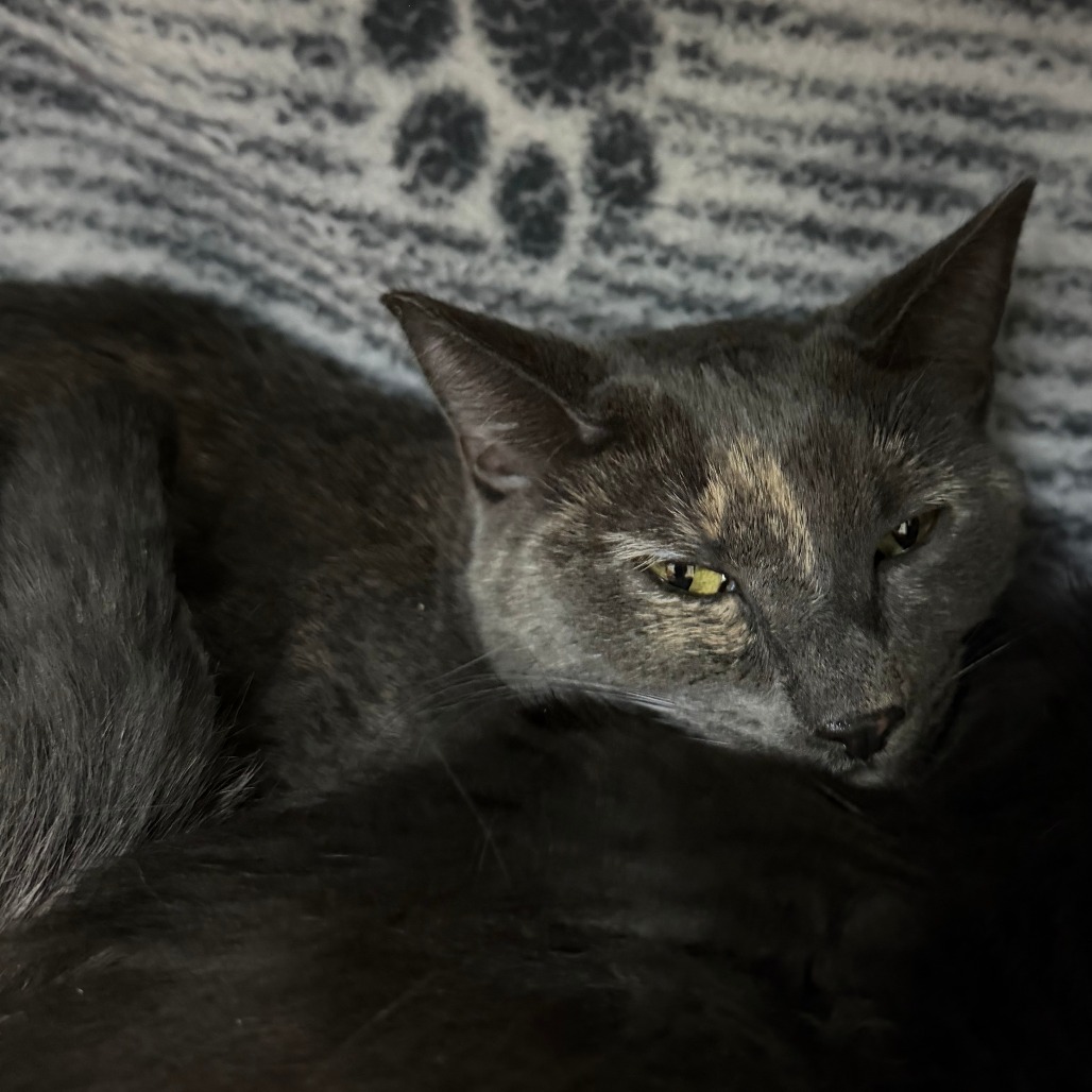 PIGGY - Domestic Shorthair available for adoption