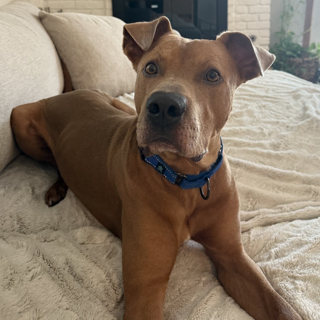 Hulk — thumbnail 9