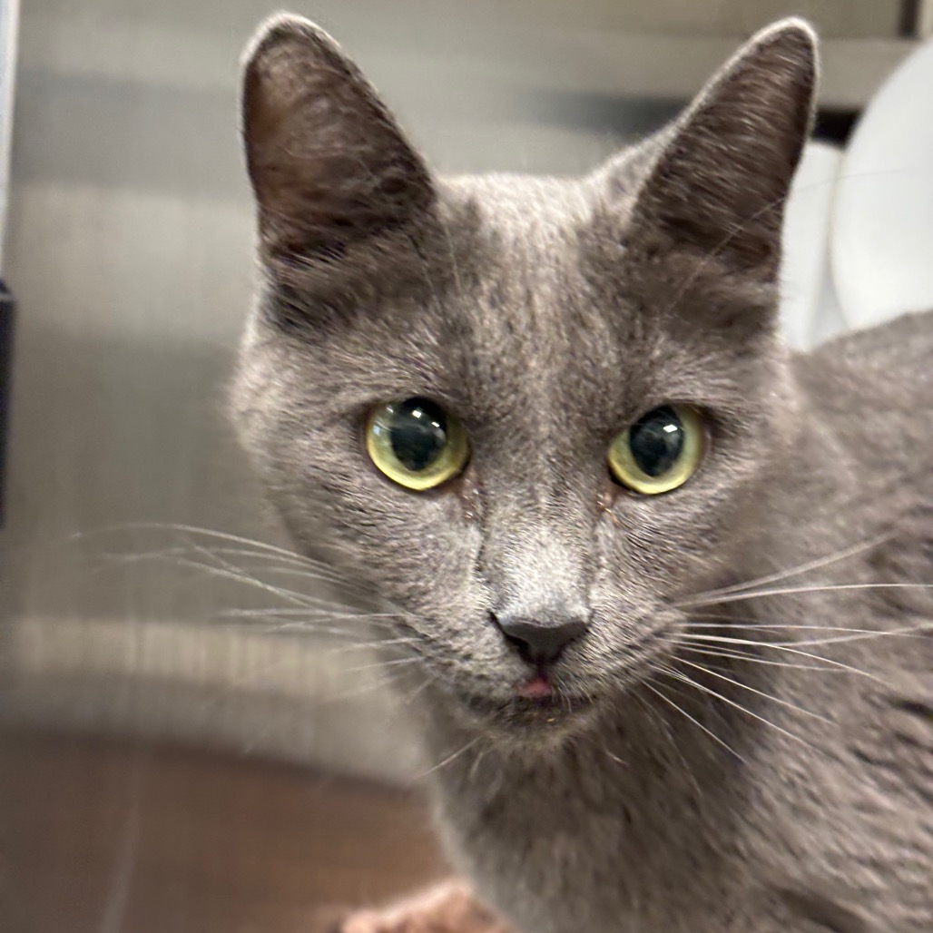 ARIEL - Domestic Shorthair / Domestic Shorthair available for adoption