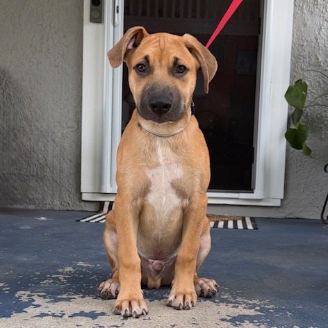 SPARKY - Retriever, Labrador / Shepherd, German for adoption in Dayton