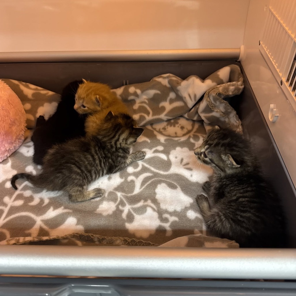 DILO BONDED WITH REX - Domestic Shorthair available for adoption
