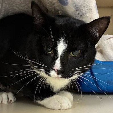 SQUID - Domestic Shorthair available for adoption