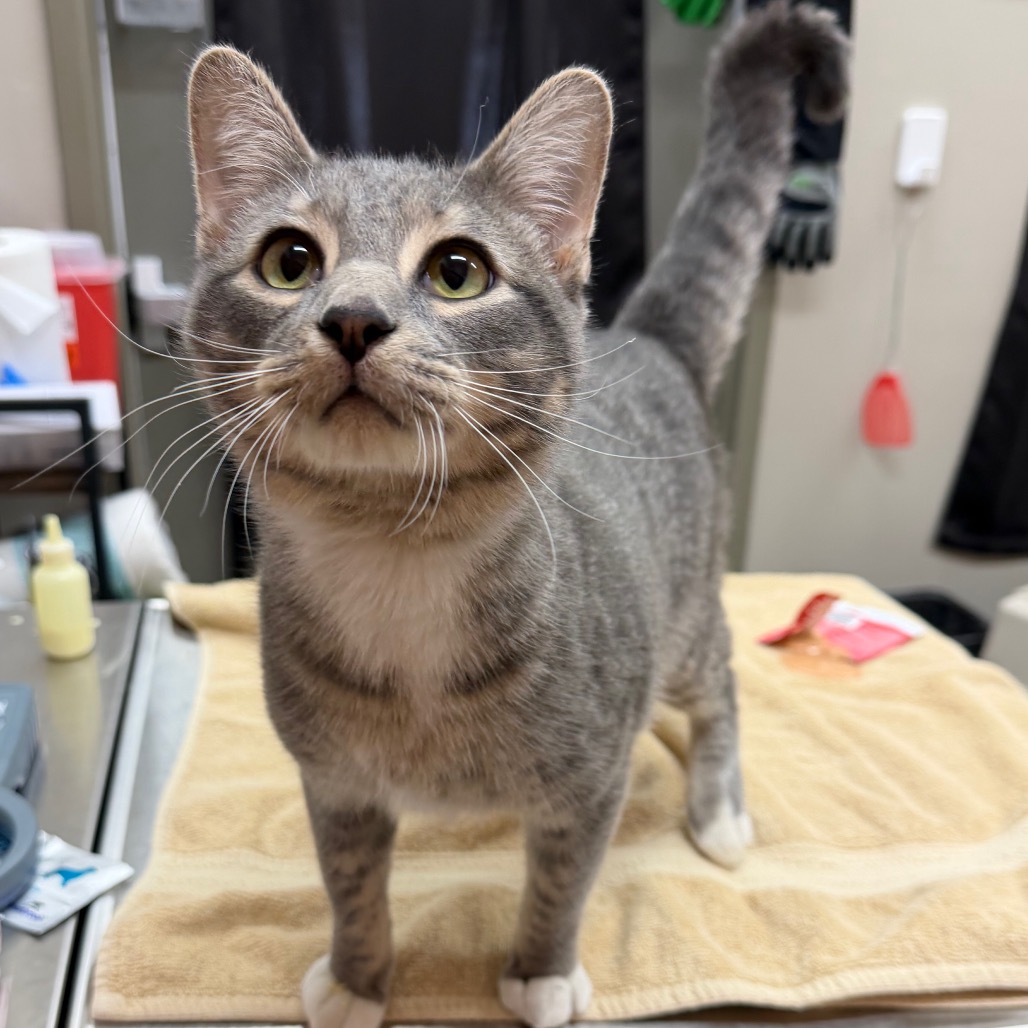 Ohfer — thumbnail 2