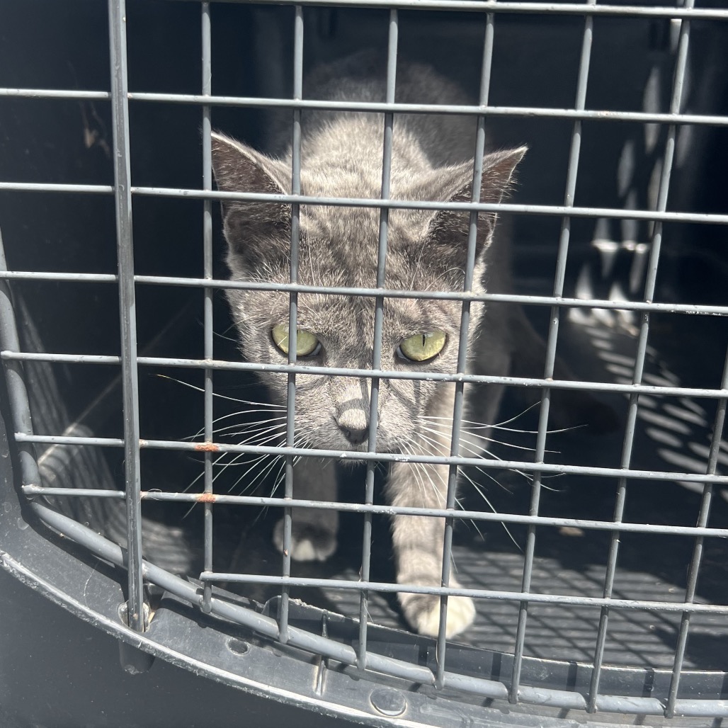 Smokey, an adoptable cat at SPCA-BC