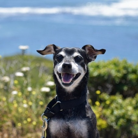 Animal namedHennessy