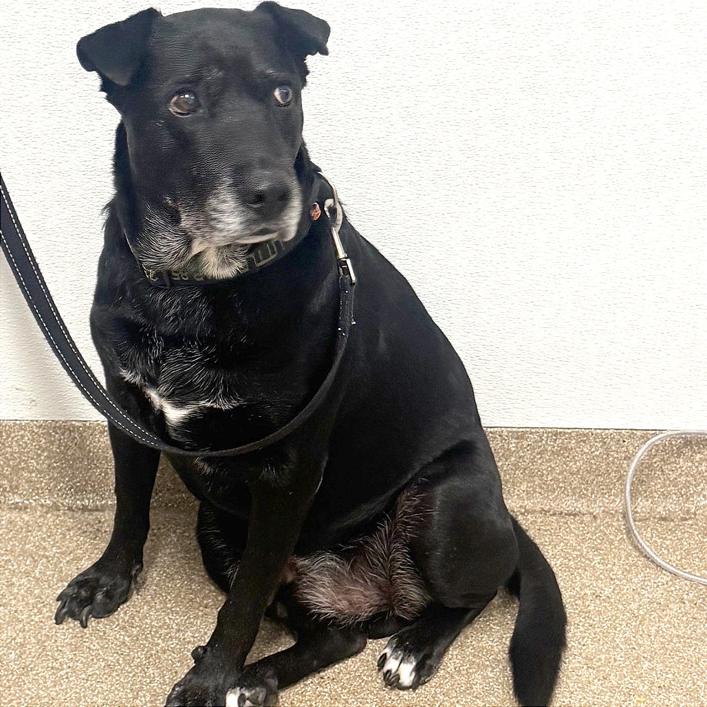 LITTLE BEAR - Mixed Breed (Medium) / Mixed Breed (Medium) available for adoption