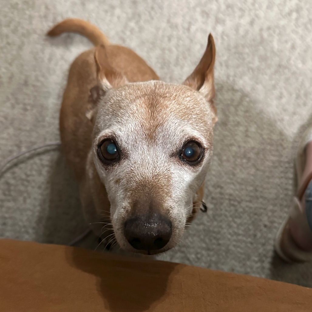Cosmo, additional photo