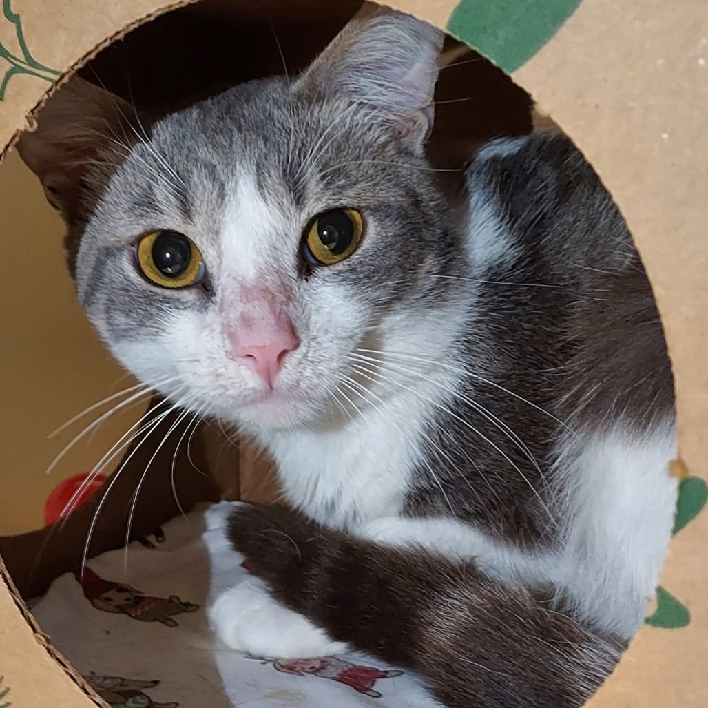 GRUB - Domestic Shorthair available for adoption