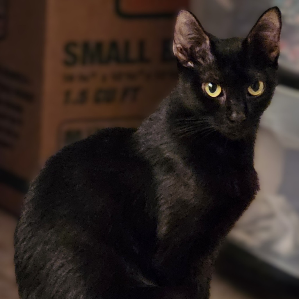 GREAT WHITE SHARK - Domestic Shorthair available for adoption