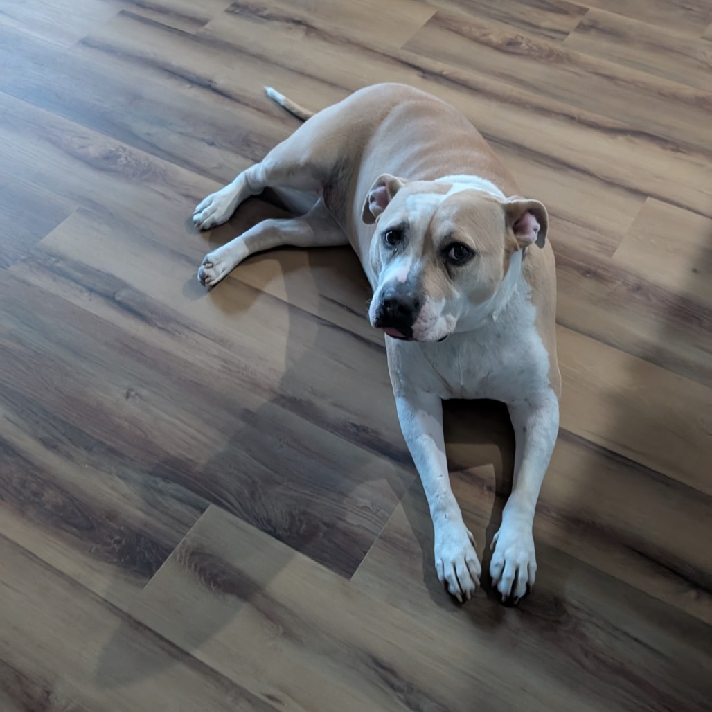 Roxie, photo 12