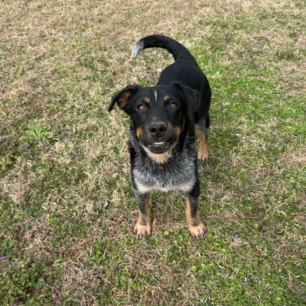 Honeysuckle — thumbnail 5