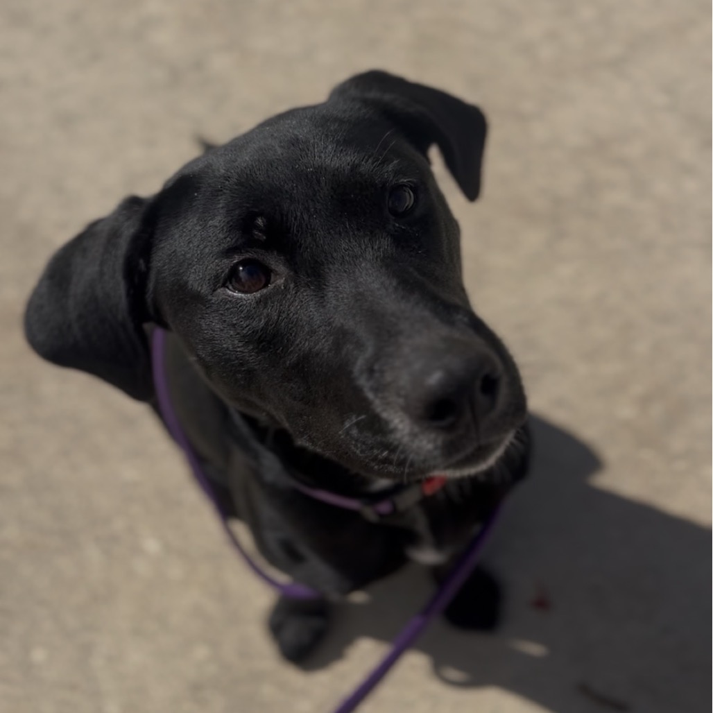 Stella