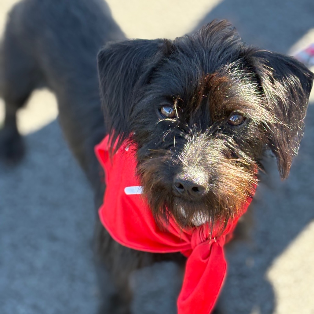OZZIE - ADOPTION PENDING - Terrier, Cairn / Dachshund, Miniature Wire Haired available for adoption